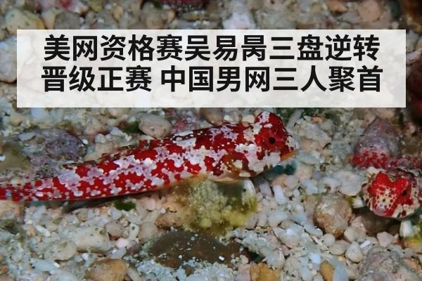 美网资格赛吴易昺三盘逆转晋级正赛 中国男网三人聚首